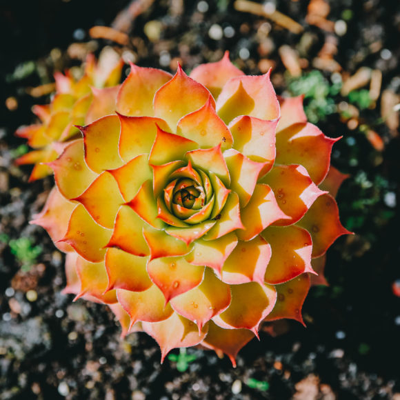 Sempervivum Chick Charms Gold Nugget - Joubarbe Hybride Dorée Pointée D