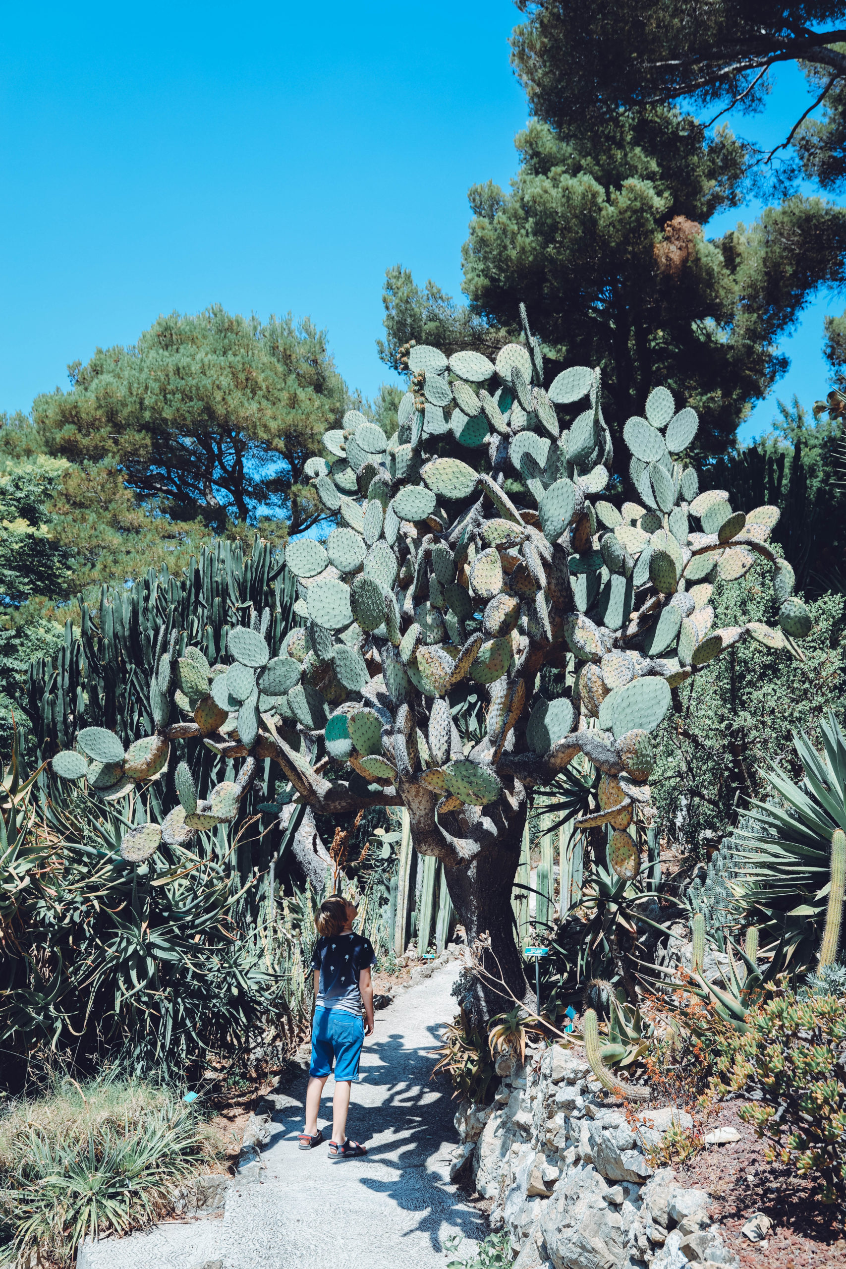 Enfant en dessous d'un très haut cactus 
