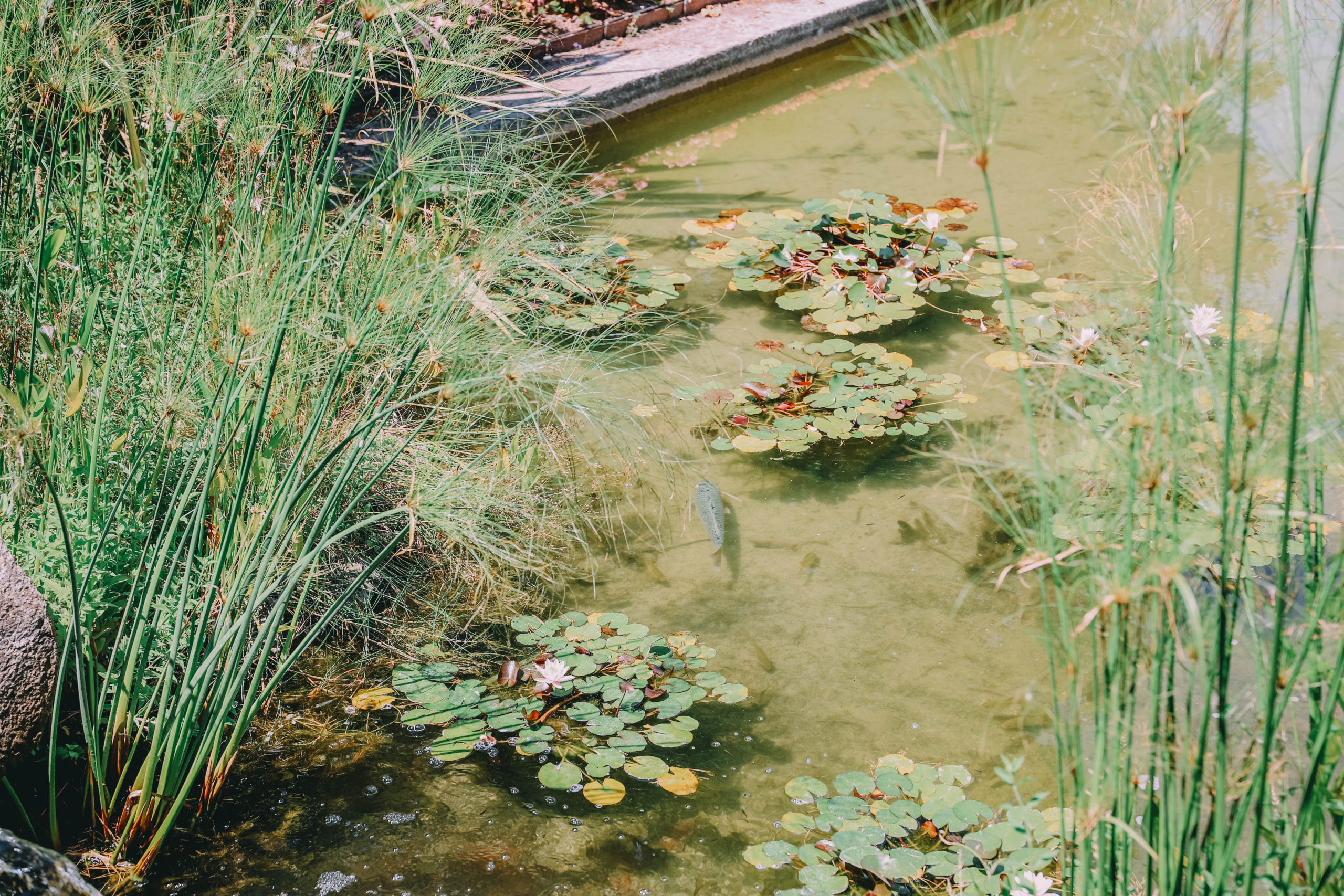 bassin avec des poissons et des fleurs de lotus