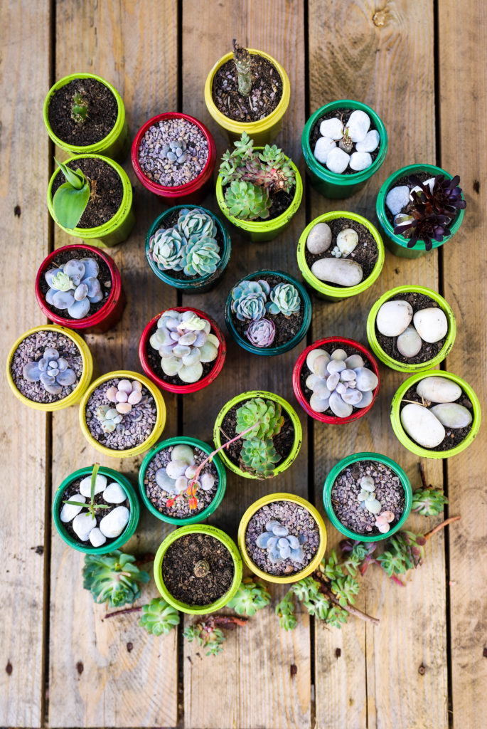 boutures de succulentes dans des pots colorés