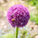Une jolie fleur de printemps : l’allium (ail d’ornement)