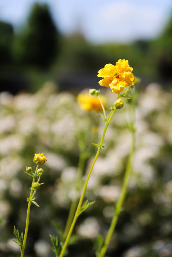 jolies fleurs jaunes avec de longues tiges