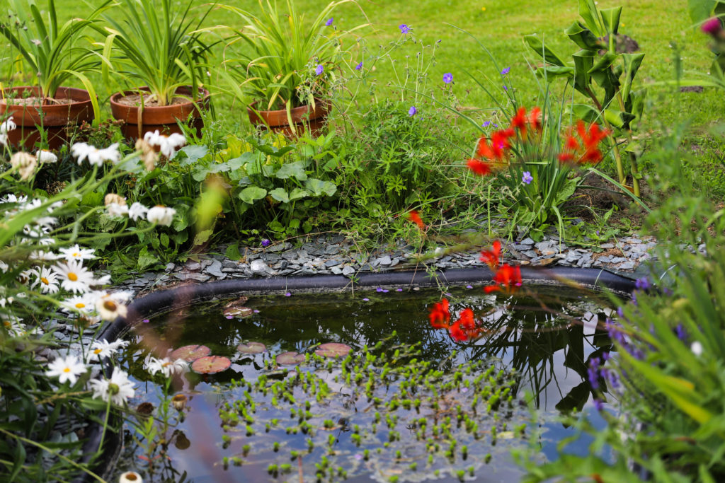 fleurs exotiques près d'un bassin