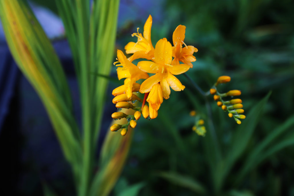 fleur exotique jaune près d'un bassin