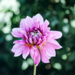 fleur géante de dahlia couleur rose pâle