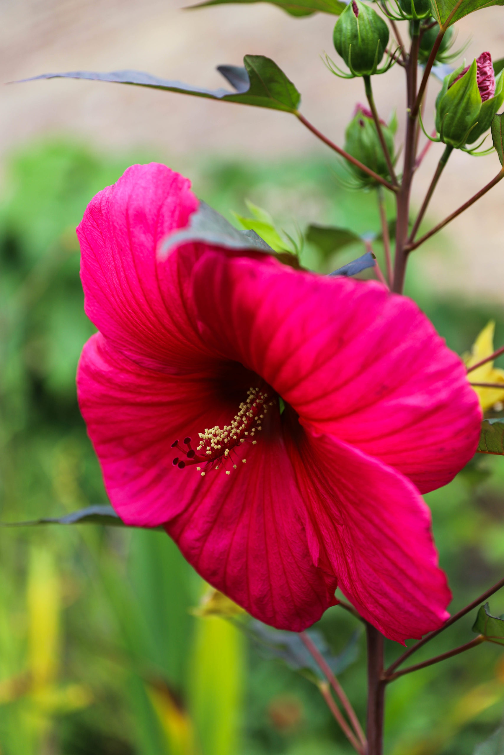 Fleurs exotiques au jardin : l'hibiscus des marais | Jardin Potager