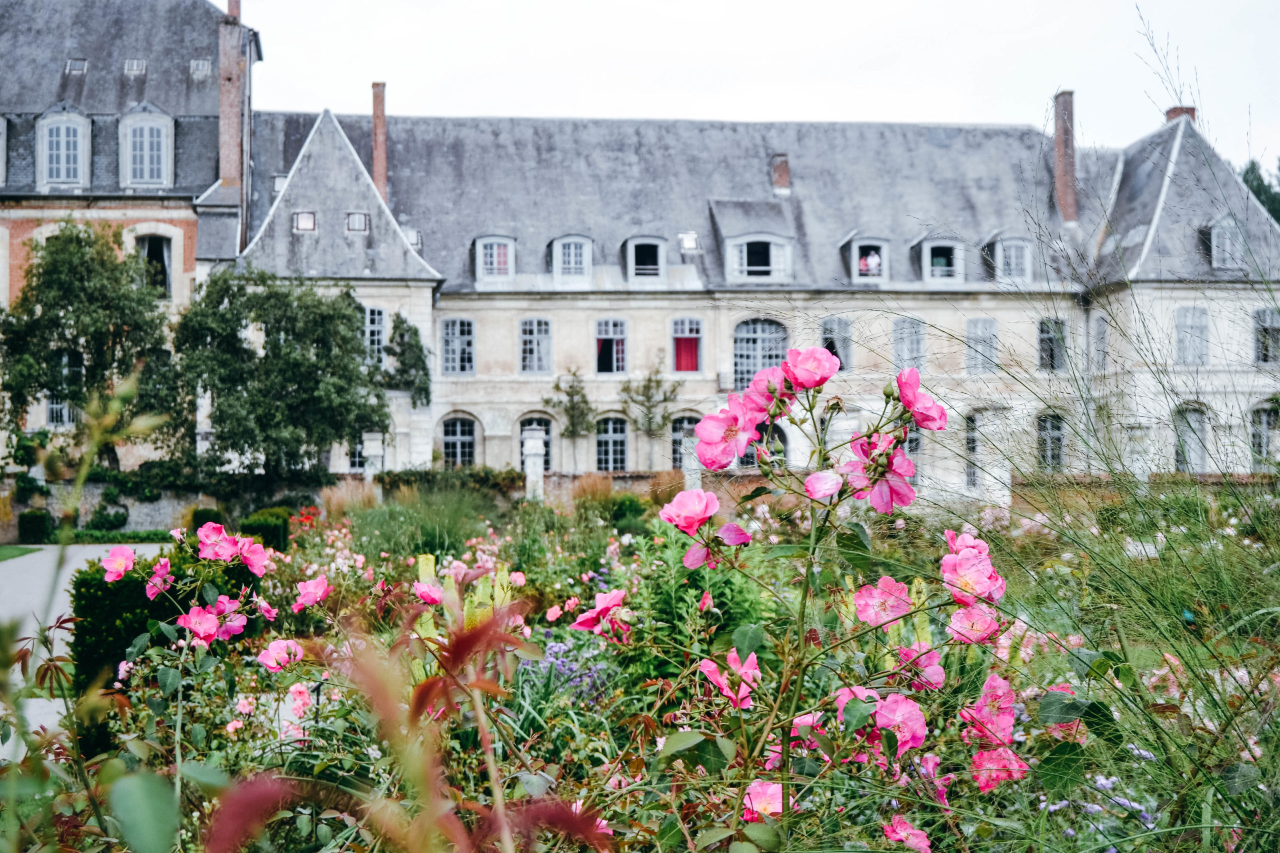 rosier dans le jardin de l'abbaye de Valloires