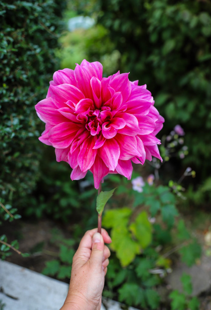fleur de dahlia rose géante qui mesure 30 centimètres