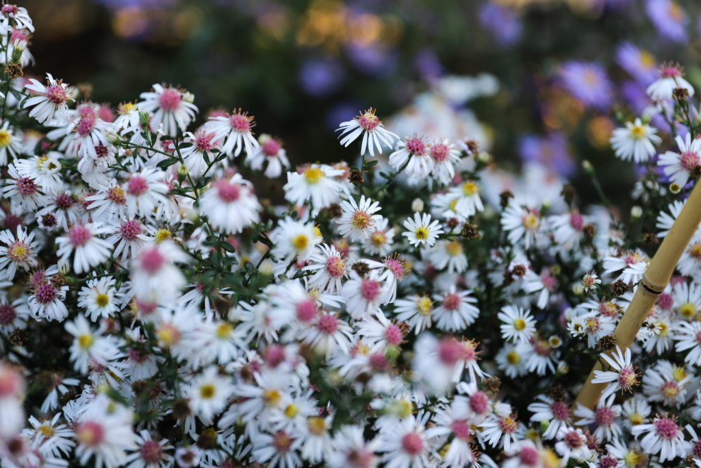 très nombreuses petites fleurs d'aster blanc