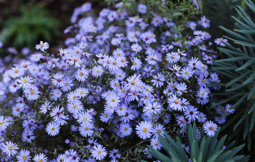 nombreuses fleurs d'aster bleu lanvande
