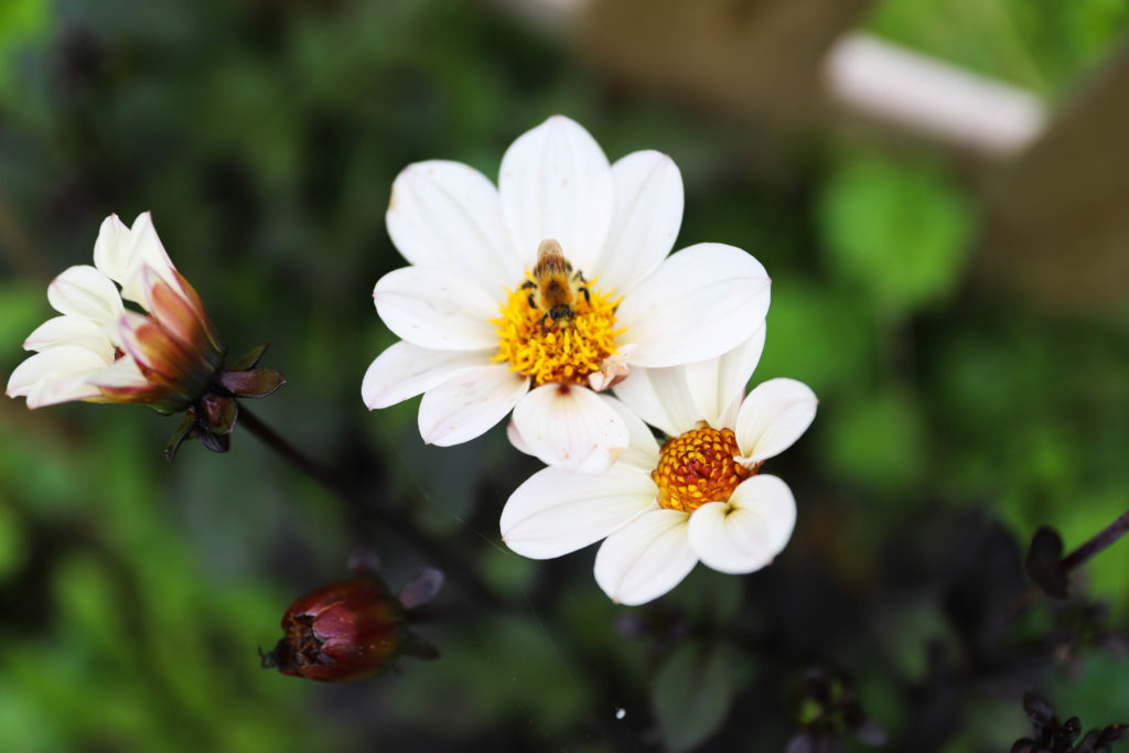 dahlia blanc à fleurs simples et feuillage foncé couleur bronze