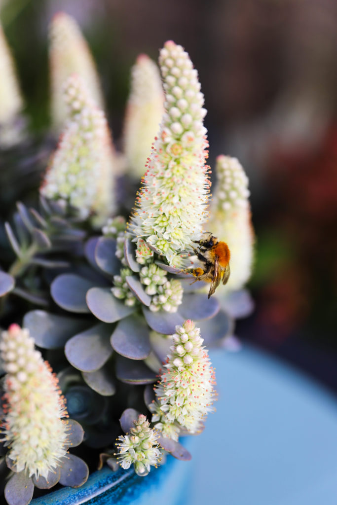 abeille posée sur une succulente en fleur