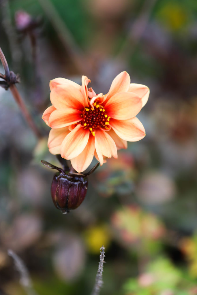 Dahlia orange à fleurs simples avec un feuillage foncé couleur bronze