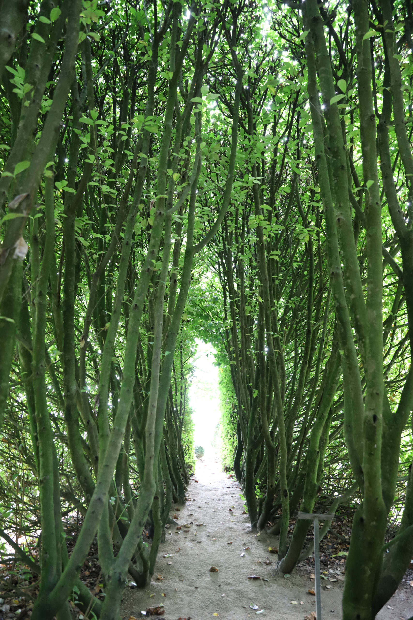 tunnel mystérieux formé avec des troncs d'arbres nus