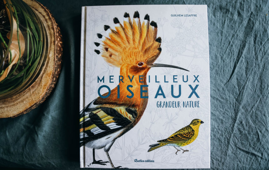 livre merveilleux oiseaux avec en couverture un magnifique oiseau avec des fleurs jaunes dressées sur la tête