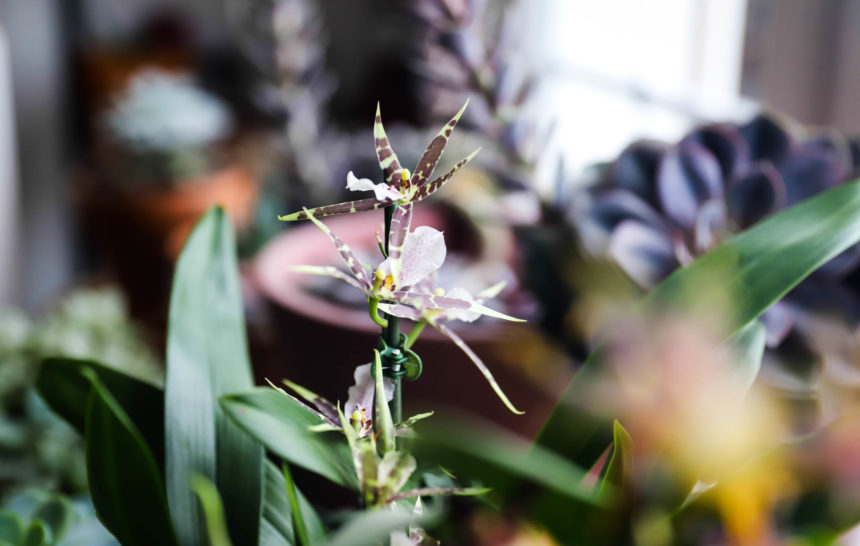 orchidée avec de petites fleurs parfumées et colorées