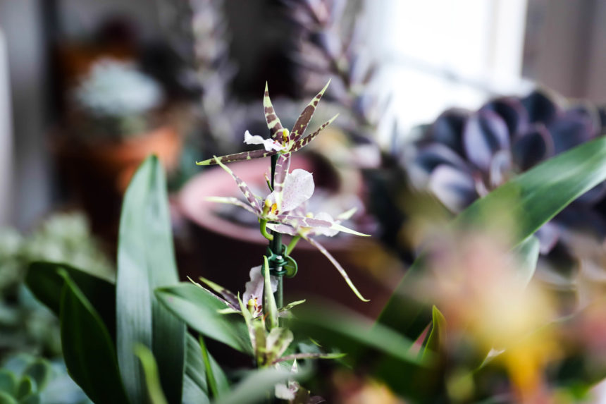 orchidée avec de petites fleurs parfumées et colorées
