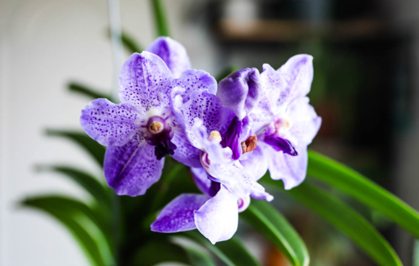 Orchidée qui ne pousse pas dans la terre avec une grosse fleur bleue