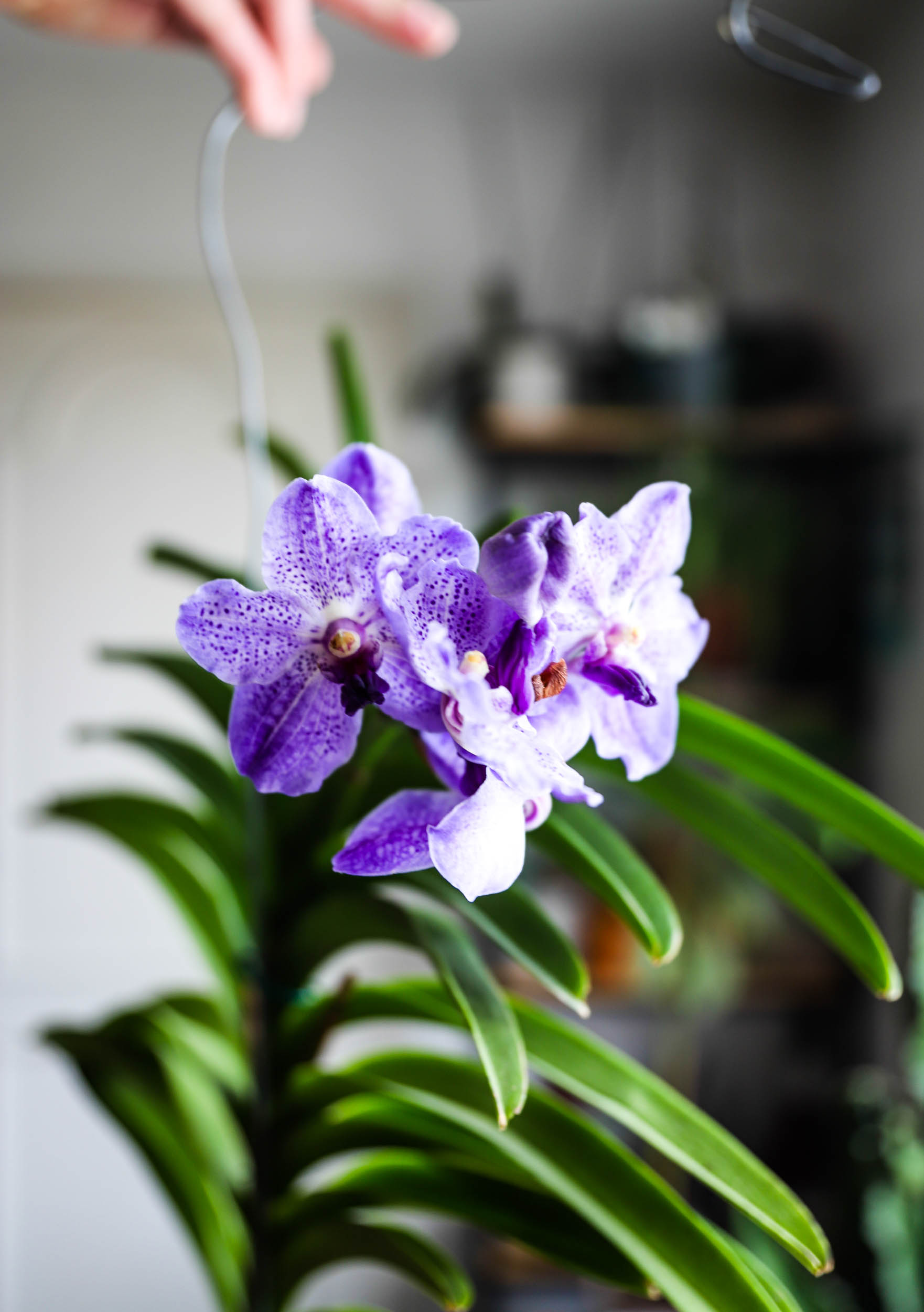 Comment cultiver et entretenir une orchidée Vanda ?
