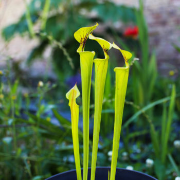 grandes urnes jaunes d'une plante carnivore sarracenia flava