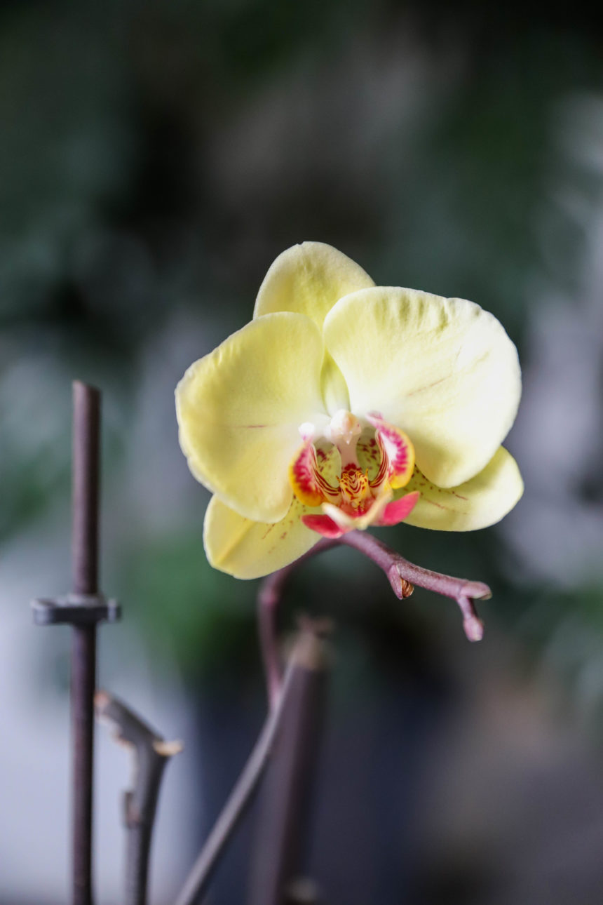 orchidée à grosse fleur jaune pâle