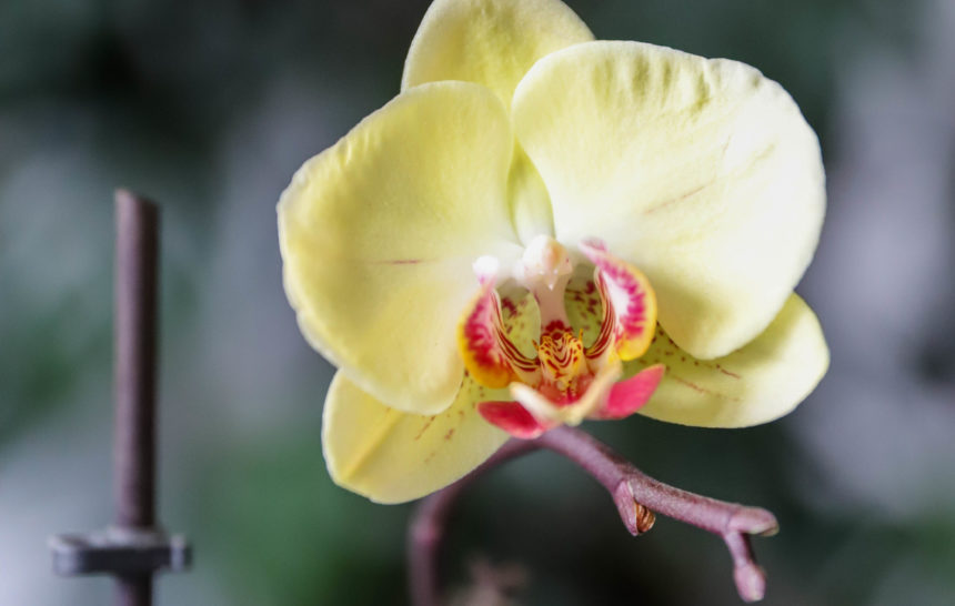 orchidée à grosse fleur jaune pâle