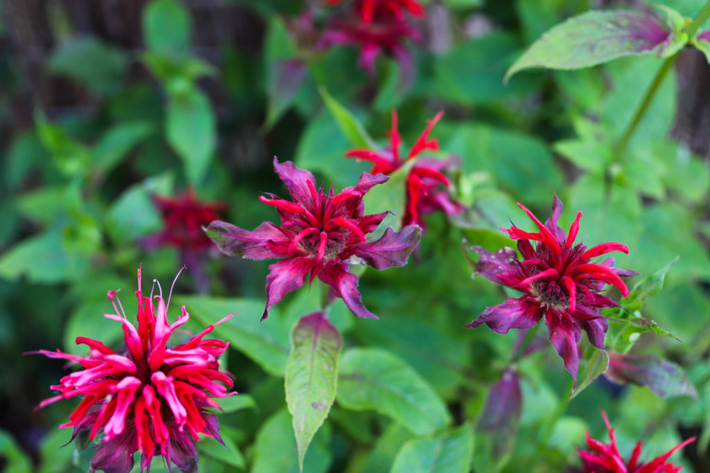 fleurs rouges très parfumées à planter sur la terrasse