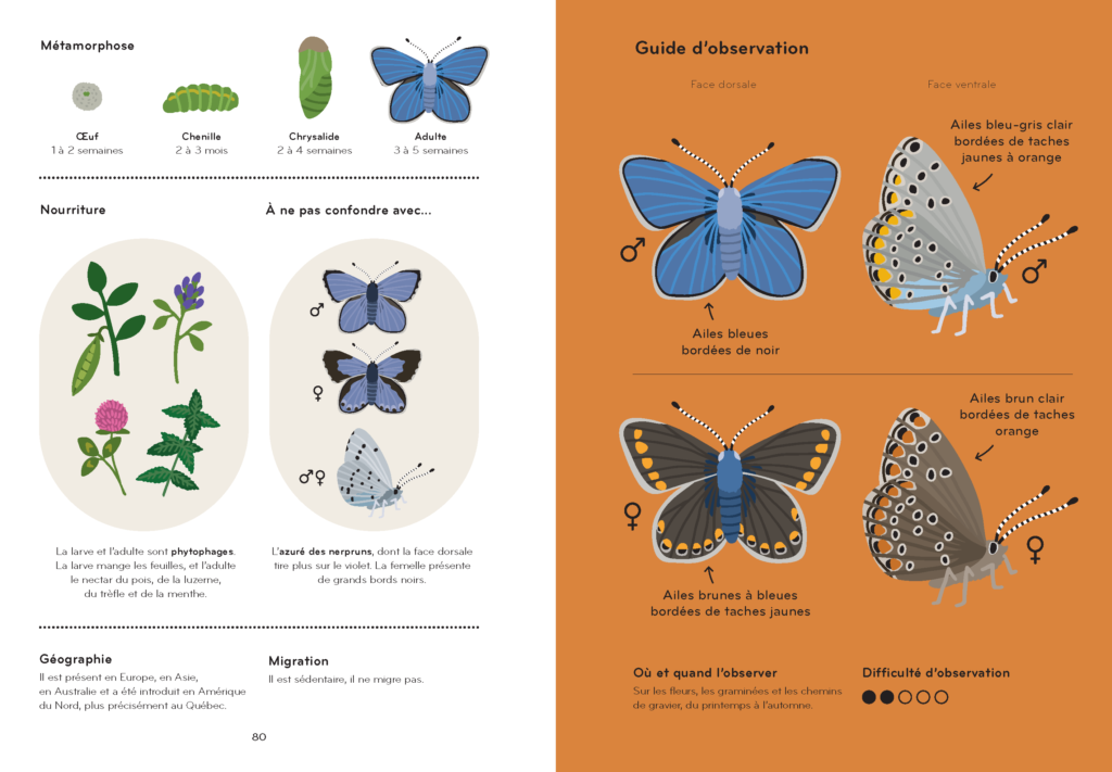 livre avec des illustrations de papillons qui permettent de différencier le mâle de la femelle