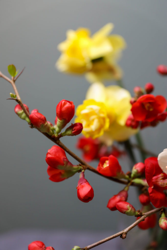 bouquet de narcisses jaunes avec des fleurs rouges