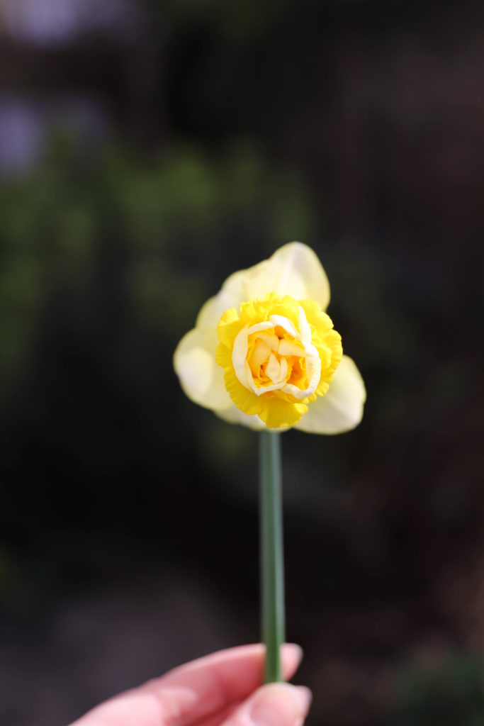 narcisses à fleurs doubles jaune et blanches