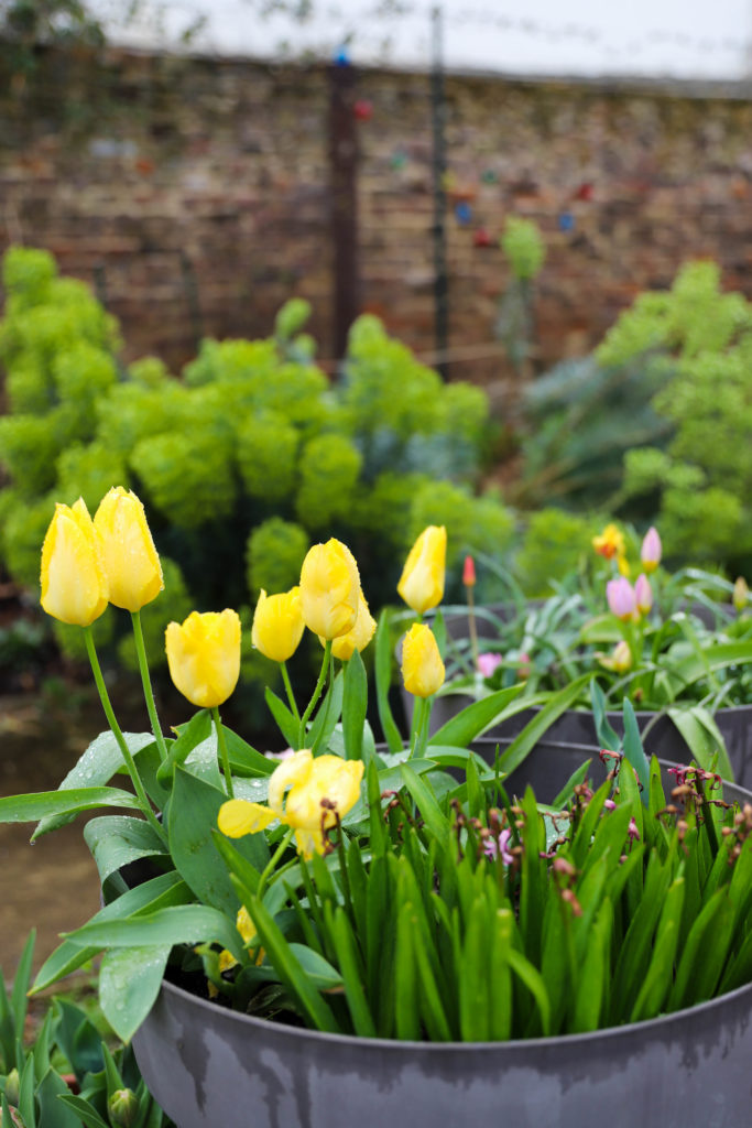 jardin avec un grand pot rempli de tulipes jaunes