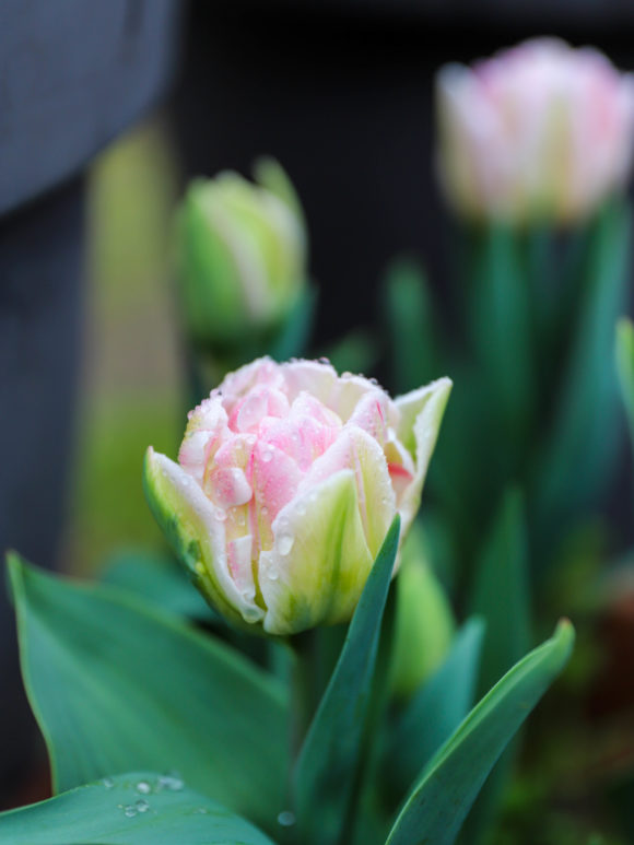 tulipe pivoine rose recouverte de gouttes de pluie