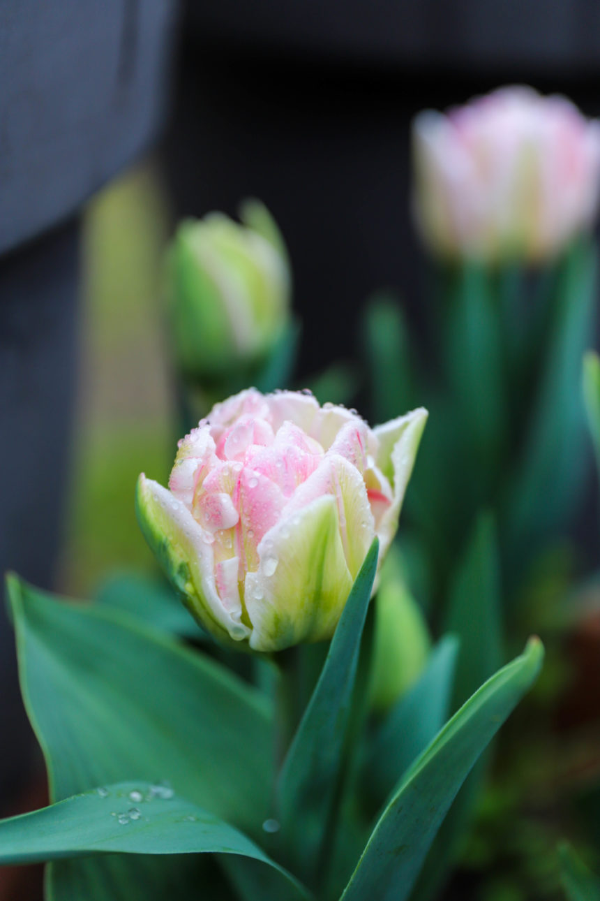 tulipe pivoine rose recouverte de gouttes de pluie