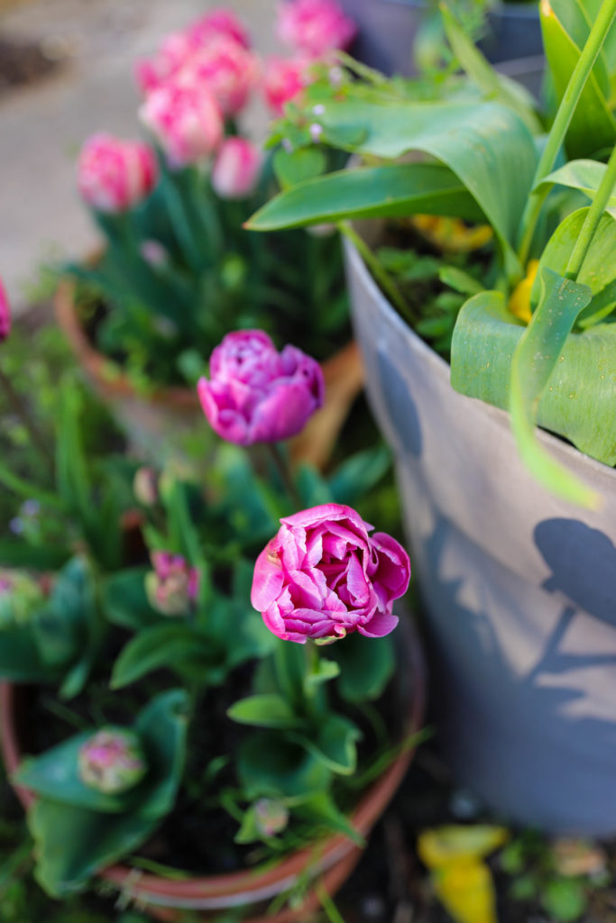tulipes rose violet à grosses fleurs de pivoines