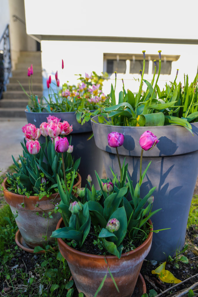 accumulation de pots de fleurs avec des tulipes colorées
