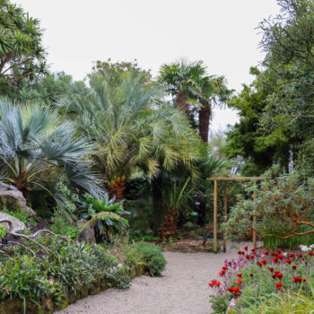 jardin exotique de Roscoff avec des palmiers