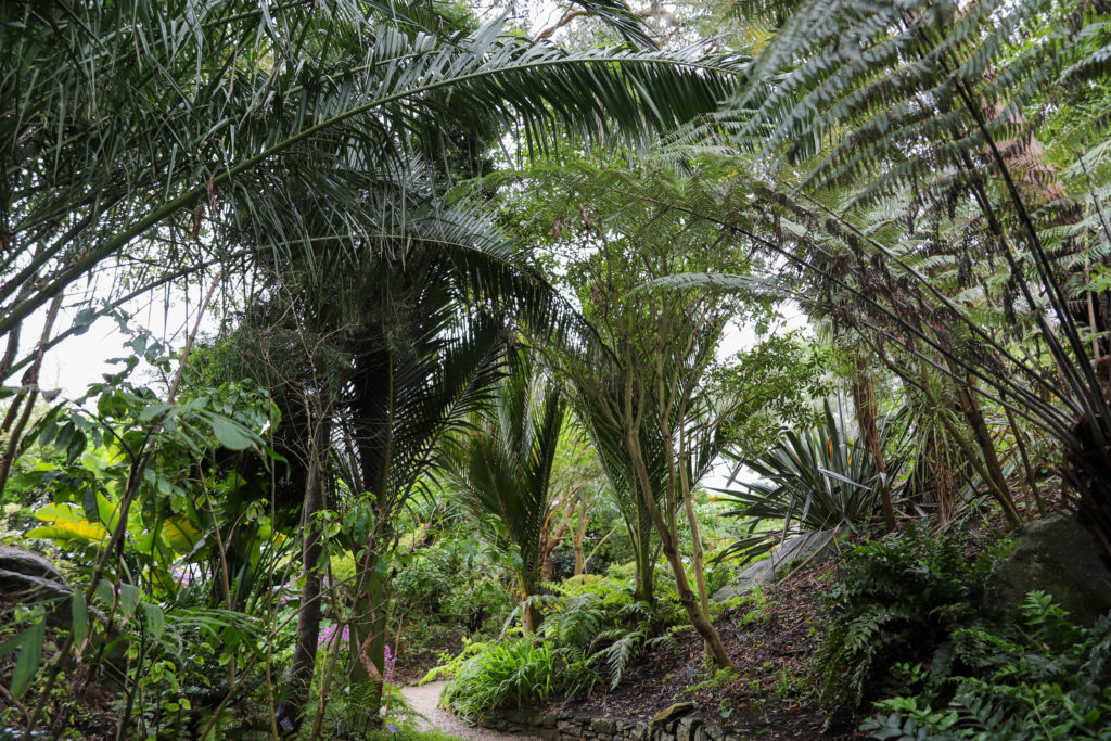 plantation de palmiers
