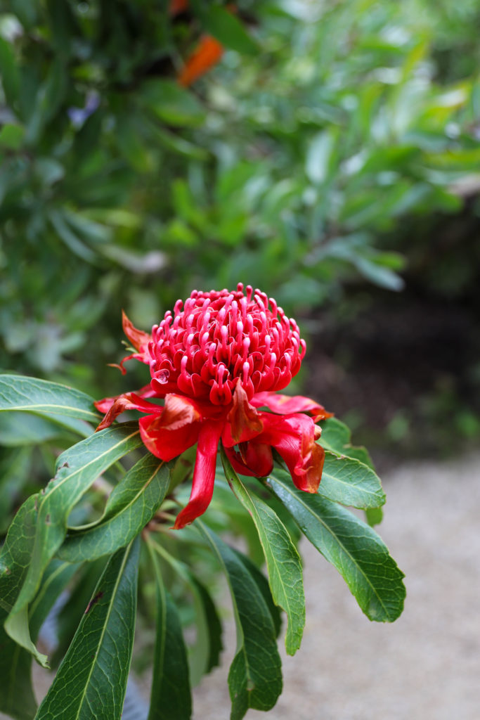 grosse fleur rouge exotique de protea dans le jardin de Roscoff