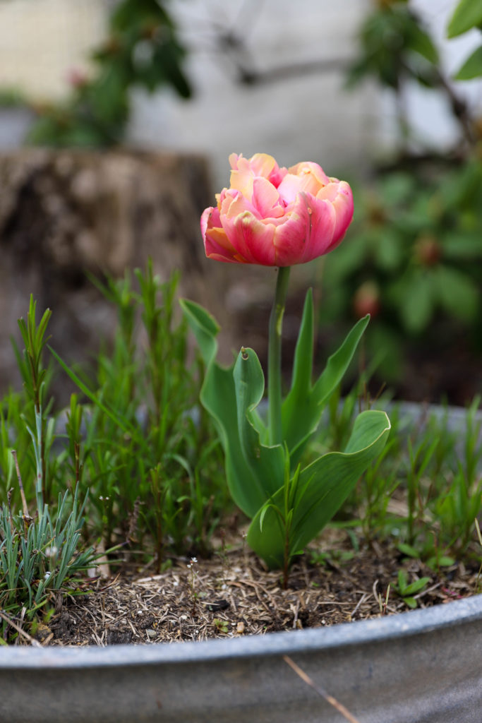 tulipe à fleur double rose orange en forme de pivoine