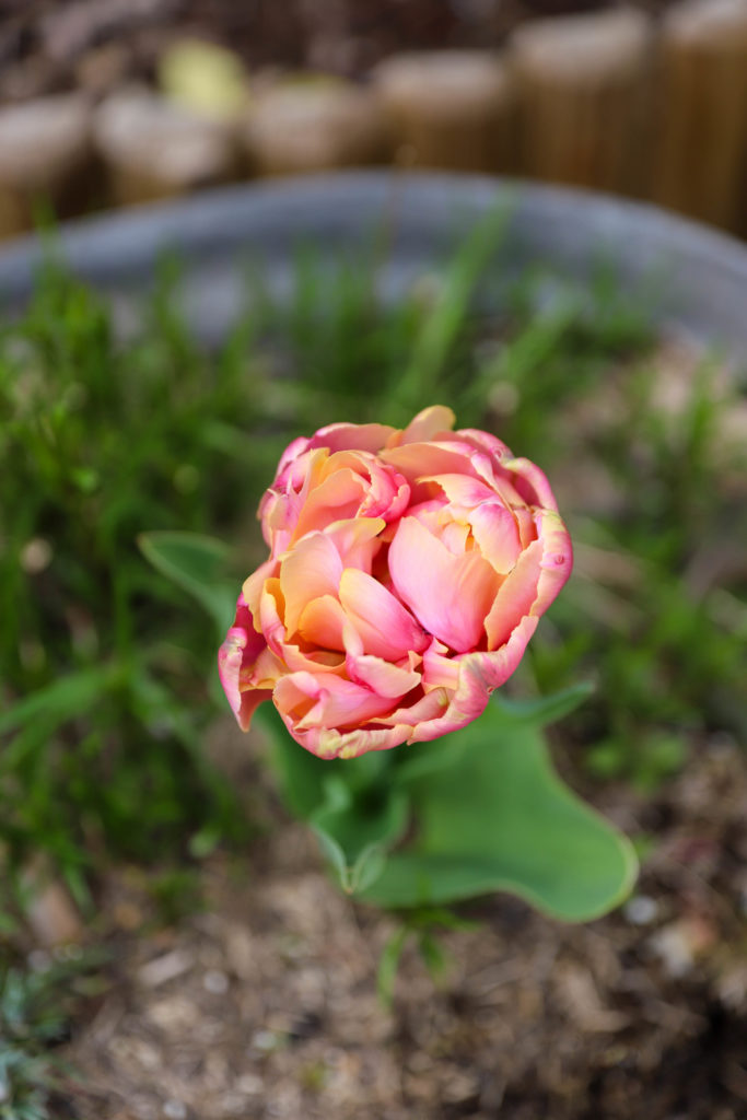 fleur de tulipe qui ressemble à une pivoine