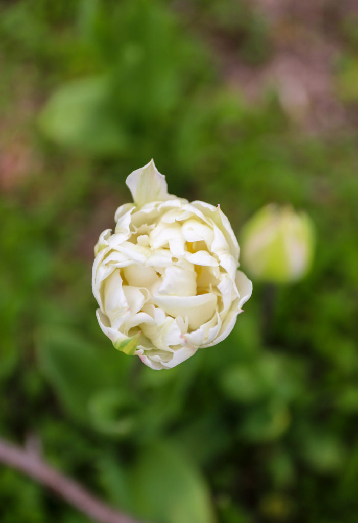 tulipe blanche dont les fleurs ressemblent à celles de pivoines