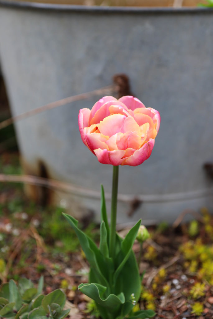 tulipe avec une fleur en forme de pivoine rose orangé