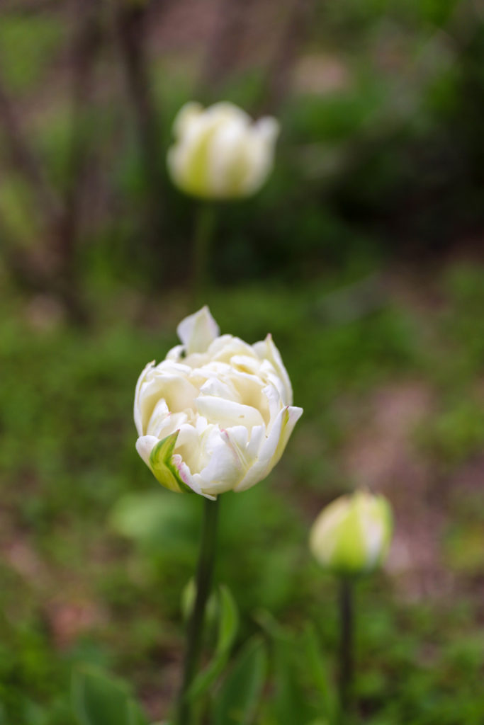tulipe blanche avec des fleurs doubles