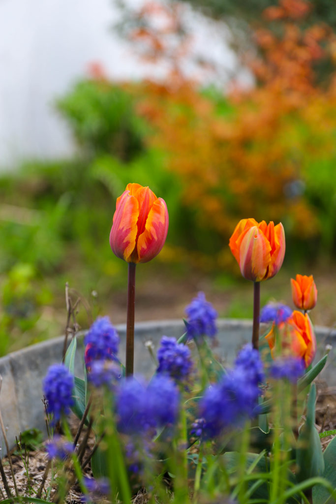tulipes orange et muscaris bleu dans un grand bac en zinc