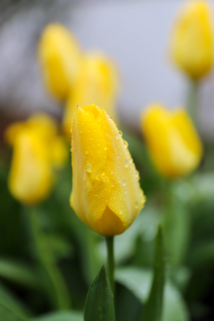 gros plan sur une tulipe jaune avec des gouttes de pluie