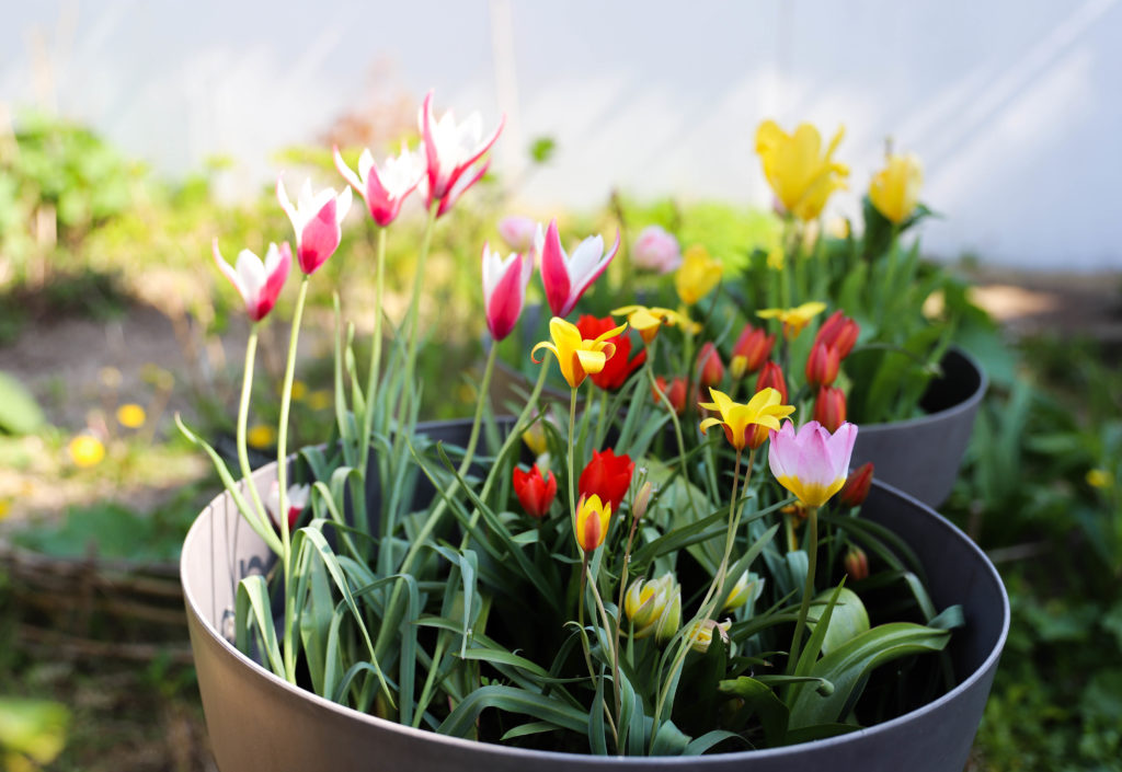 jardin avec un grand pot et des petites tulipes de toutes les couleurs