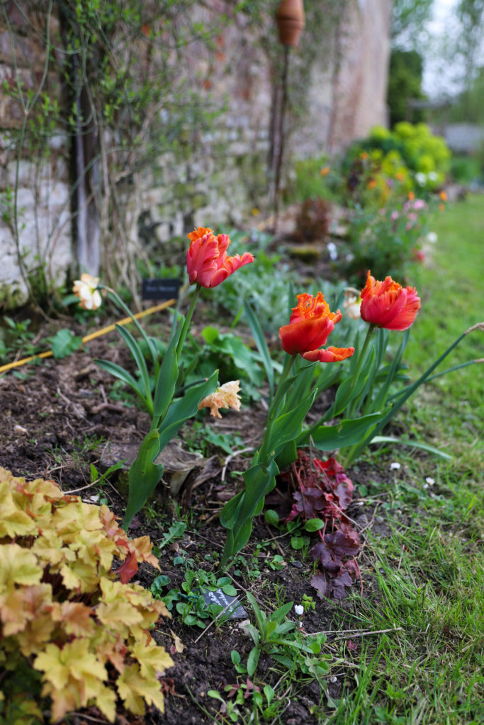 variétés de tulipes perroquet de couleur orange