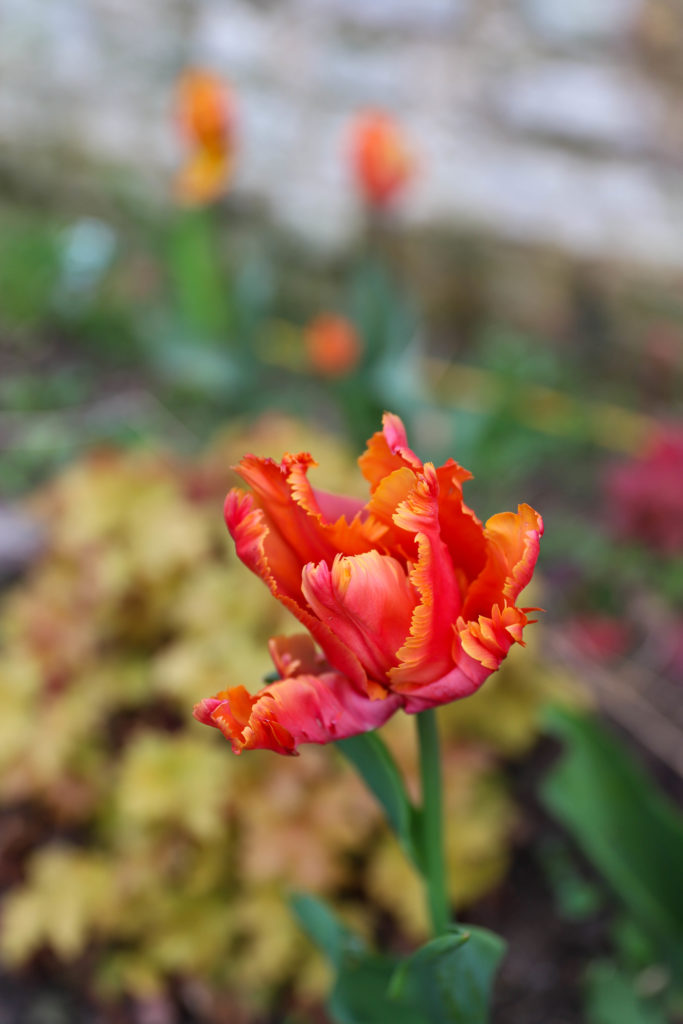 variétés de tulipes orange rose avec le bord des pétales dentelé