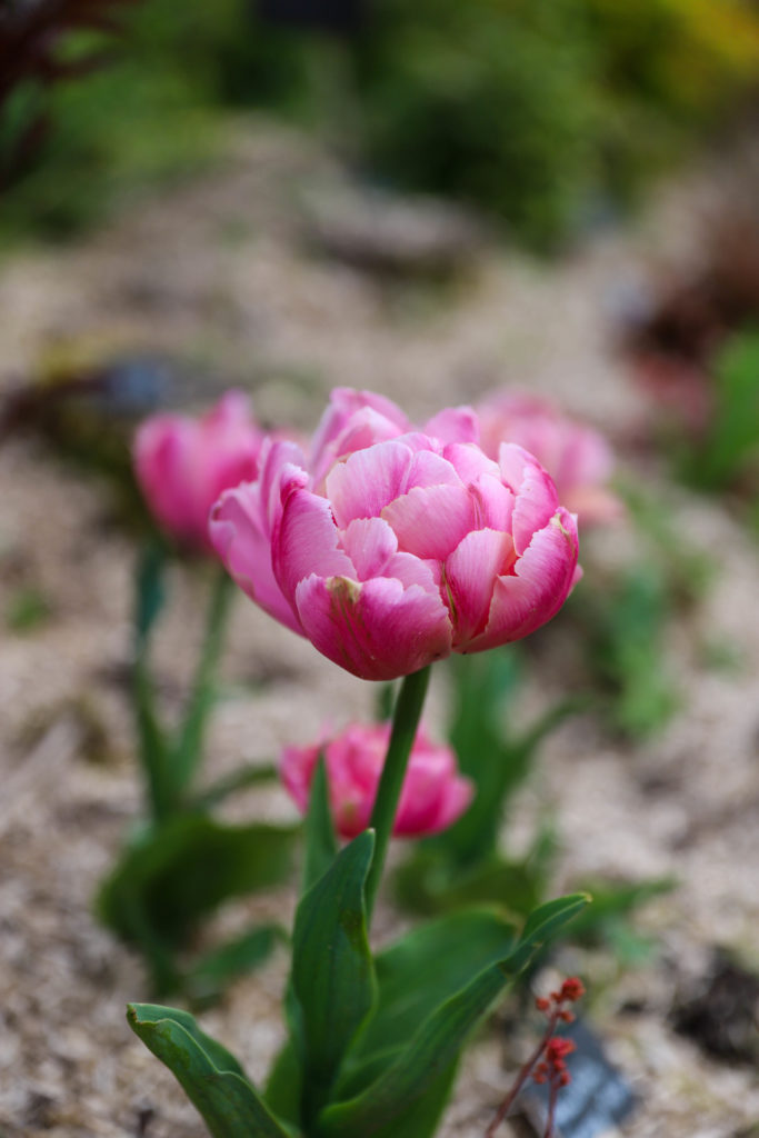 tulipe rose en forme de pivoine au milieu d'un massif