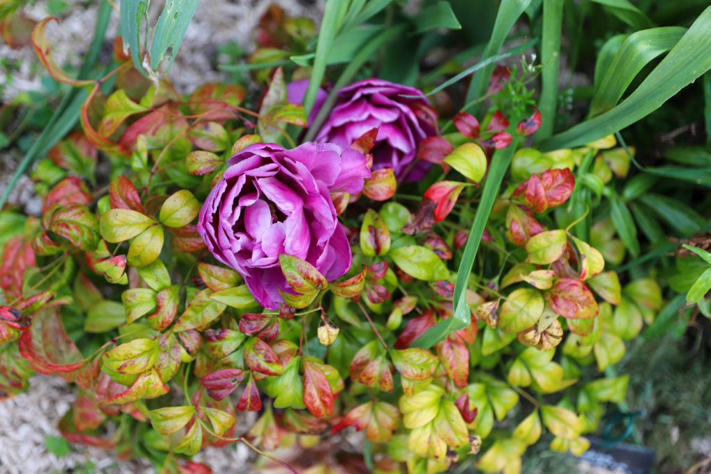 variétés de tulipes en formes de pivoines mauves au milieu de plantes aux fleurs jaune orange